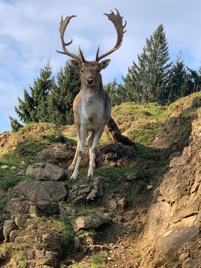 Hotel Stallerhof 2*